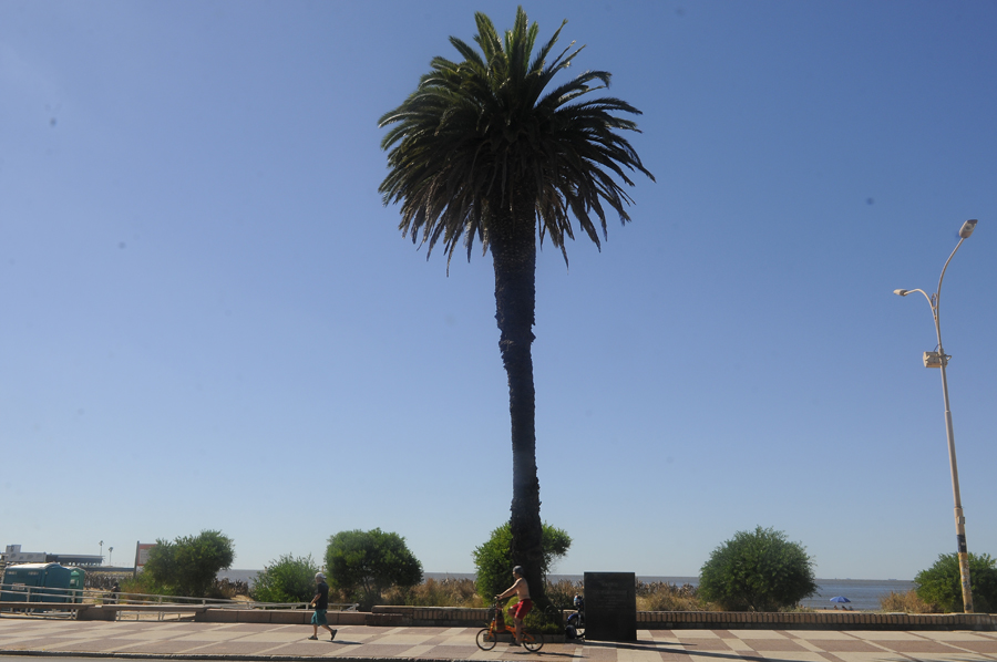 En 1968 Juana de Ibarbourou estuvo en la inauguración de la placa en su palmera. Foto: A. Colmegna