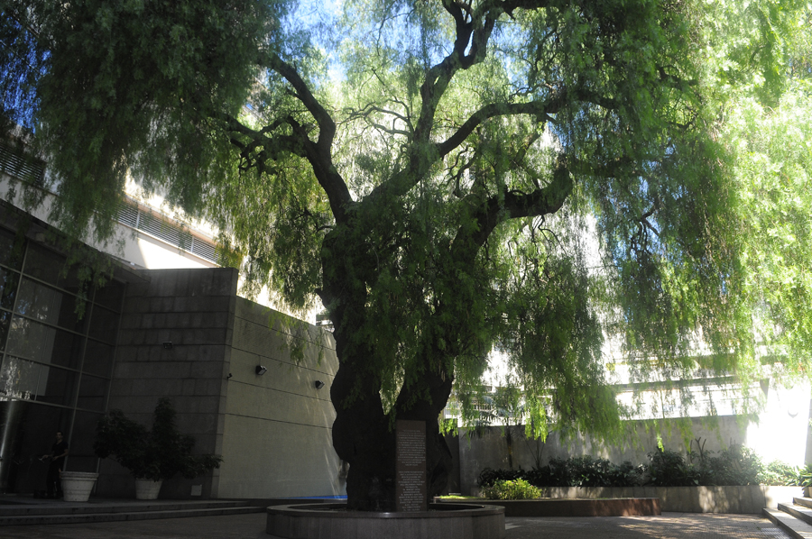 La única gigantesca anacahuita de Montevideo. Foto: A. Colmegna