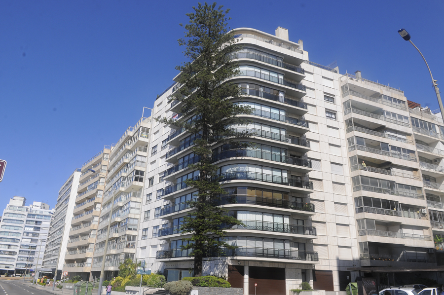 Pino de la Rambla de Montevideo y Martí, que por contrato, debió mantenerse al lado del edificio. Foto: A. Colmegna