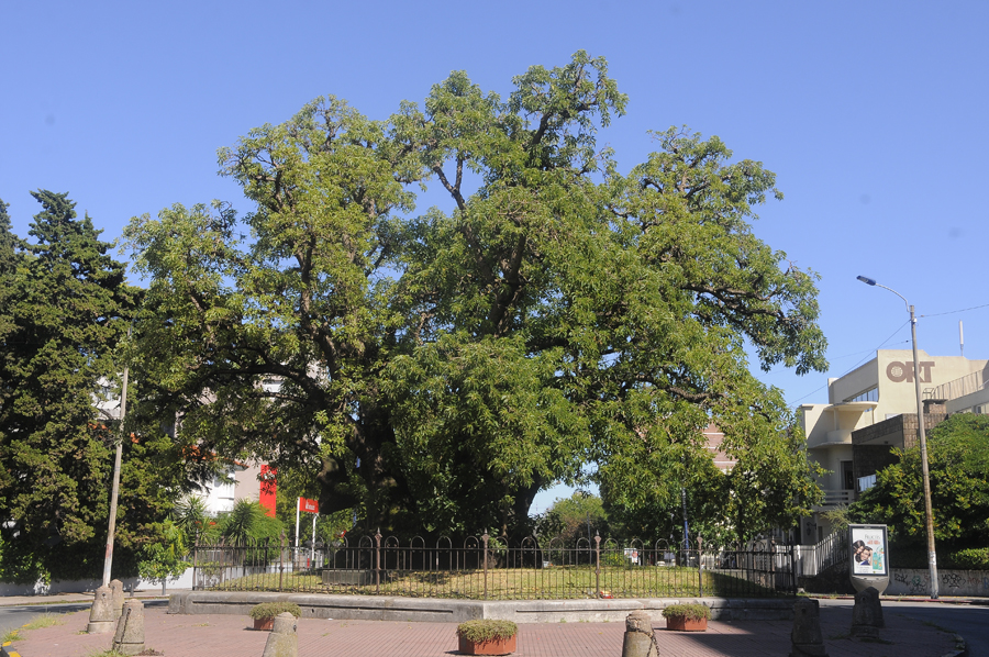 El clásico ombú de Bvar. España y Luis de la Torre. Foto: A. Colmegna