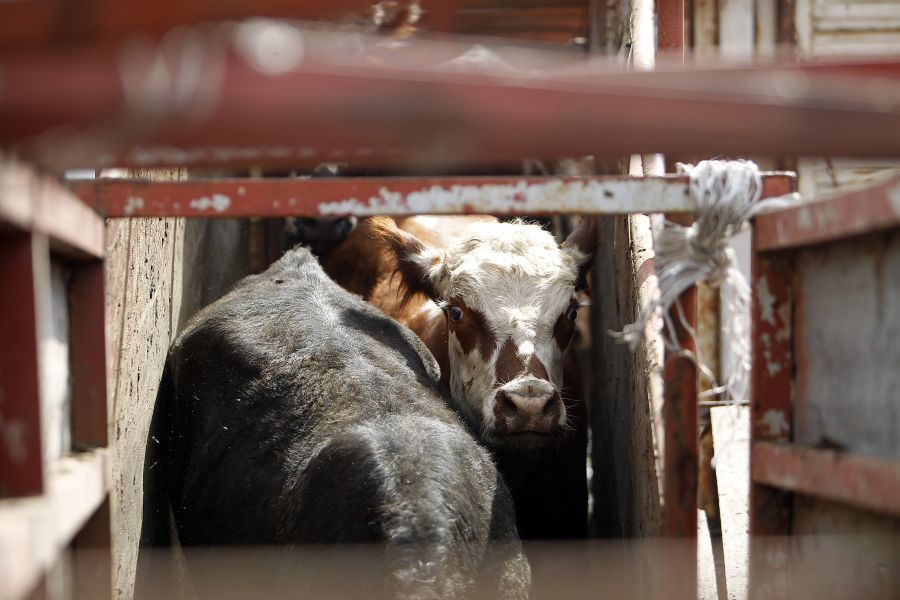 El eterno femenino de una imaginativa pintora