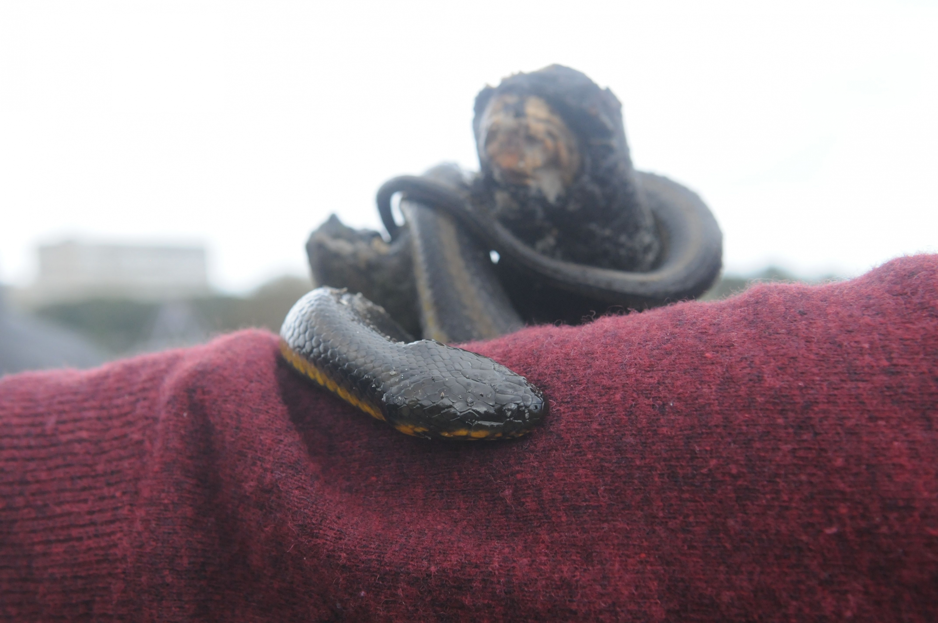 El eterno femenino de una imaginativa pintora