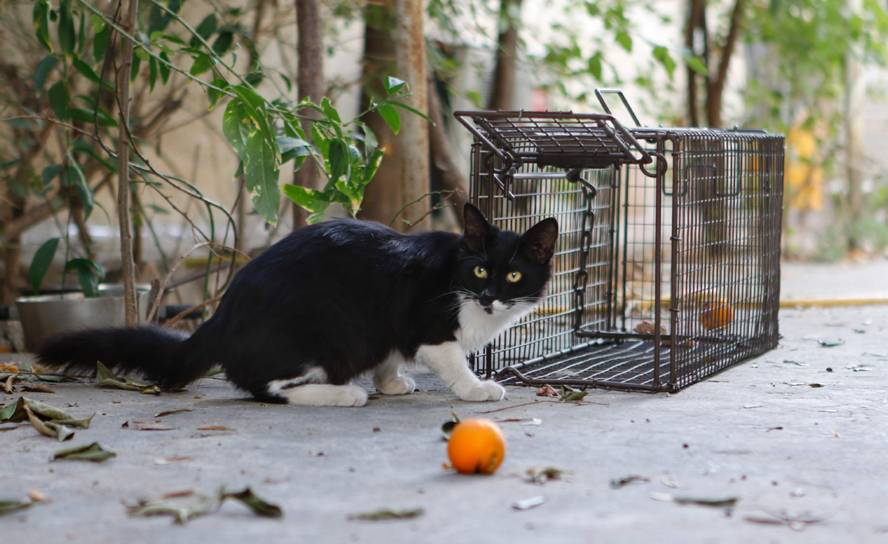 Chipre, un país con superpoblación de gatos. Foto: AFP.