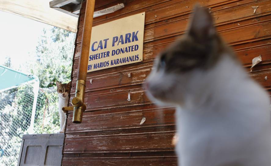 Chipre, un país con superpoblación de gatos. Foto: AFP.