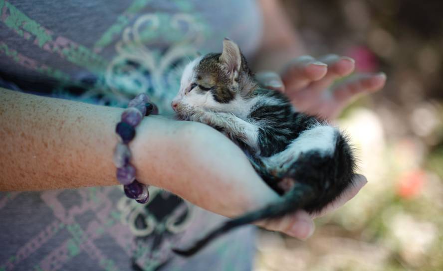 Chipre, un país con superpoblación de gatos. Foto: AFP.