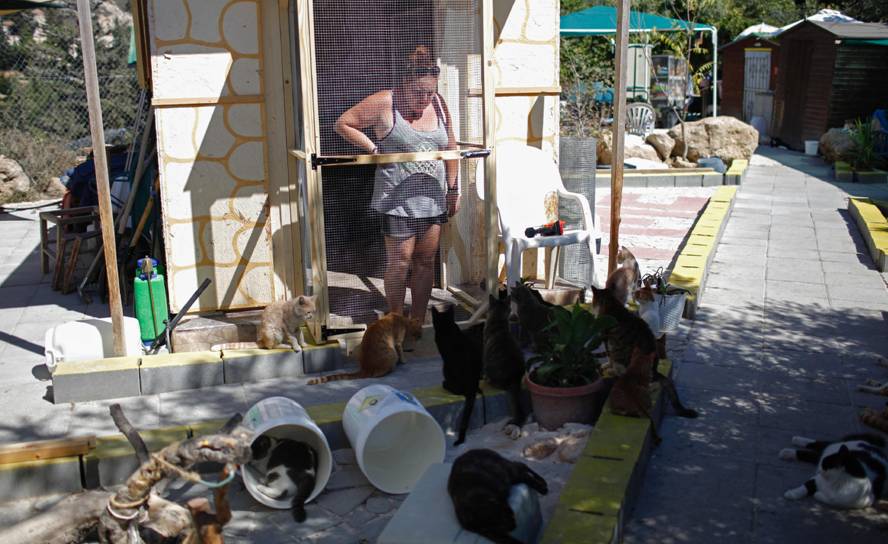 Chipre, un país con superpoblación de gatos. Foto: AFP.