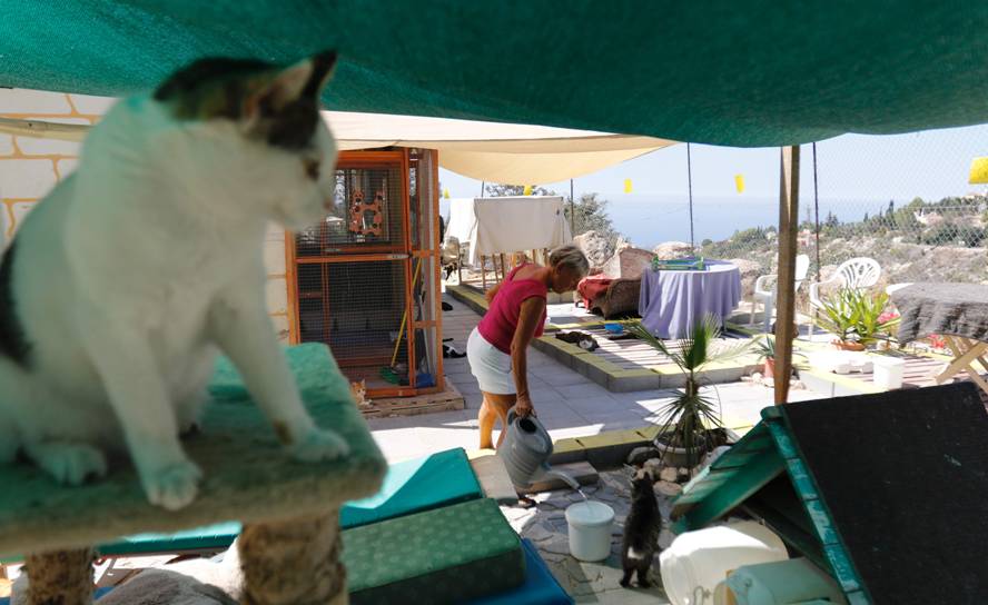 Chipre, un país con superpoblación de gatos. Foto: AFP.