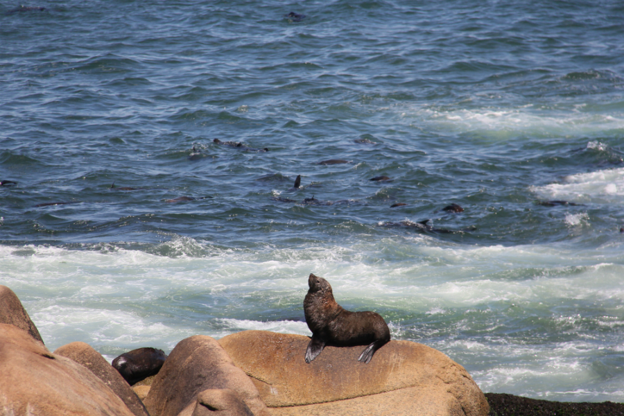 Cabo Polonio es uno de los destinos turísticos preferidos de Uruguay. Foto: Juan Gari