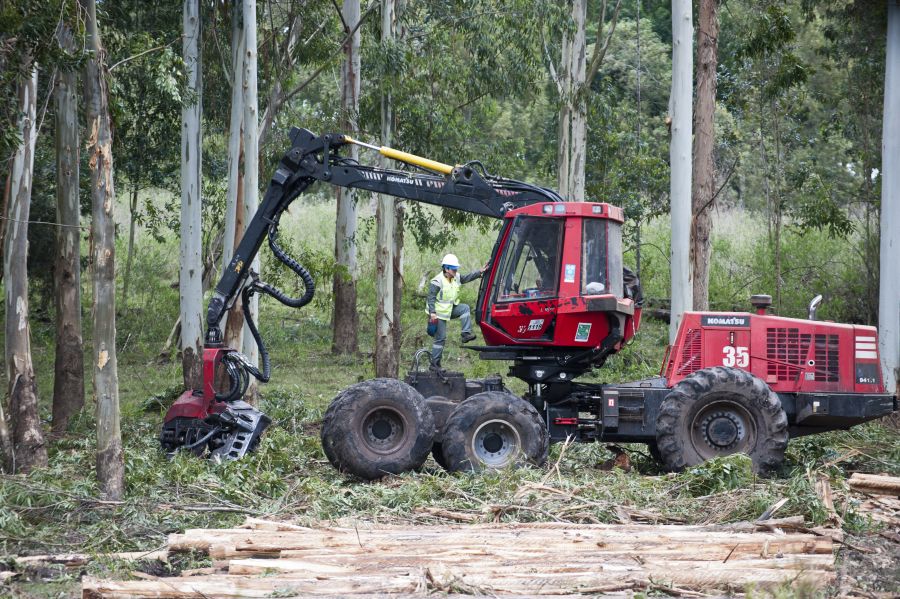 Mujeres que trabajan en la industria forestal. Foto: Fernando Ponzetto