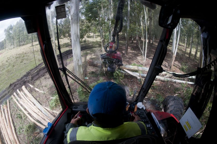 Mujeres que trabajan en la industria forestal. Foto: Fernando Ponzetto