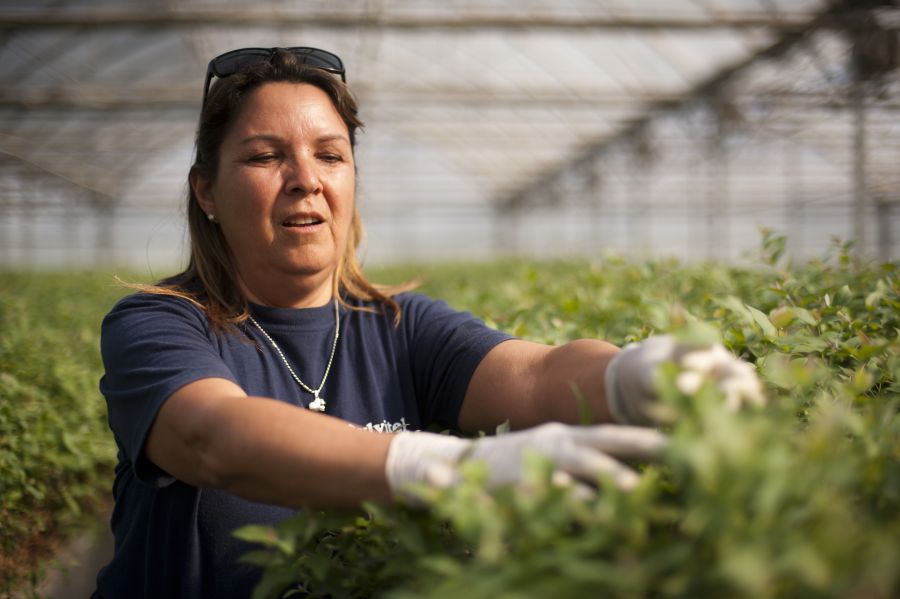 Mujeres que trabajan para la industria forestal en Uruguay. Foto: Fernando Ponzetto