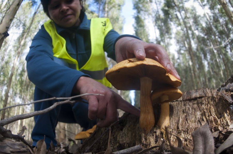Mujeres que trabajan en la industria forestal en Uruguay. Foto: Fernando Ponzetto