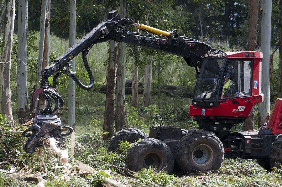 Mujeres que trabajan en la industria forestal en Uruguay. Foto: Fernando Ponzetto