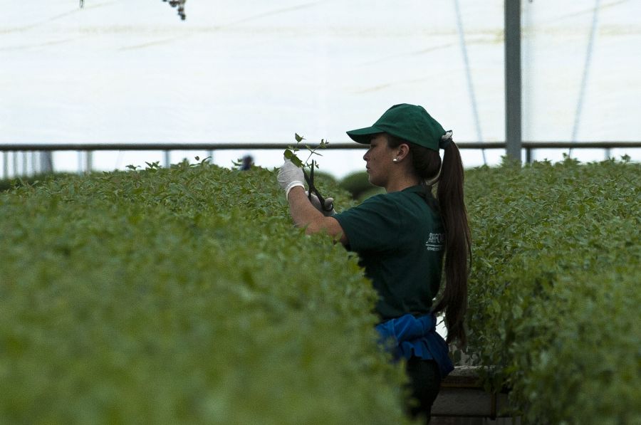 Mujeres que trabajan en la industria forestal en Uruguay. Foto: Fernando Ponzetto