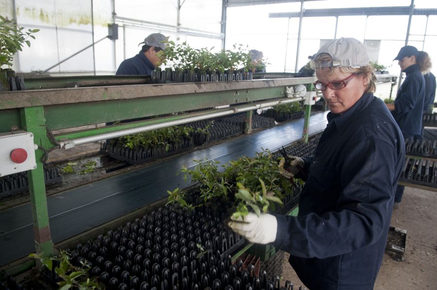 Mujeres que trabajan en la industria forestal en Uruguay. Foto: Fernando Ponzetto