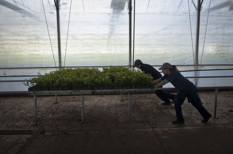 La industria forestal en Uruguay. Foto: Fernando Ponzetto