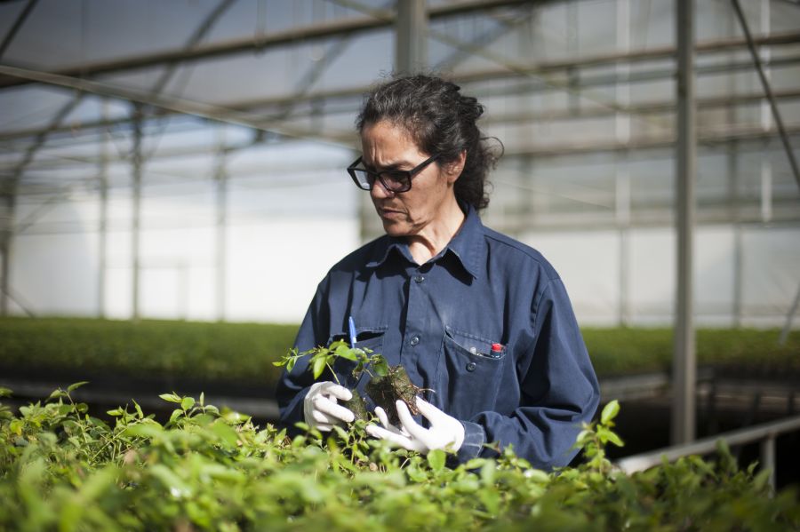 Lucía Lemos, capataza de vivero Santana. Foto: Fernando Ponzetto