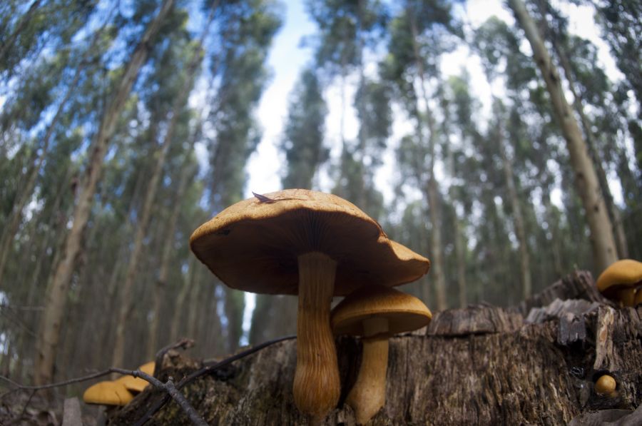La industria forestal en Uruguay. Foto: Fernando Ponzetto