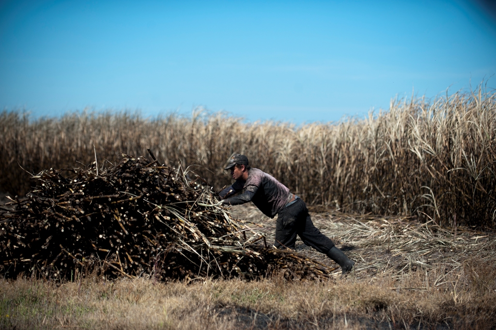 Cañero durante el cultivo. Foto: Fernando Ponzetto