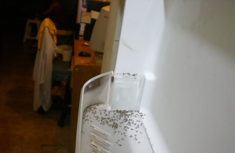 Moscas: aparecen en cualquier lugar de la casa. Foto: M. Bonjour