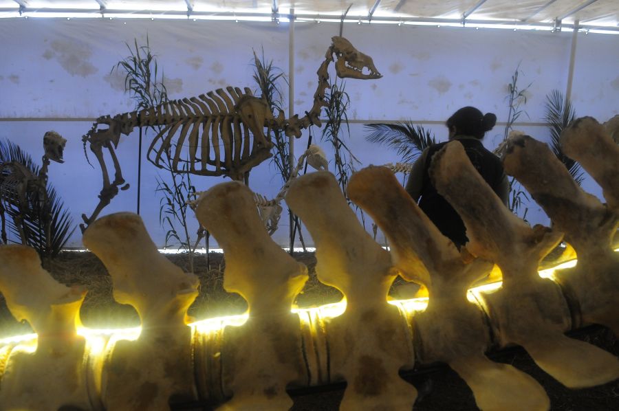 Preparar la ballena para la exposición demandó cinco meses de trabajo. Foto: Ariel Colmegna