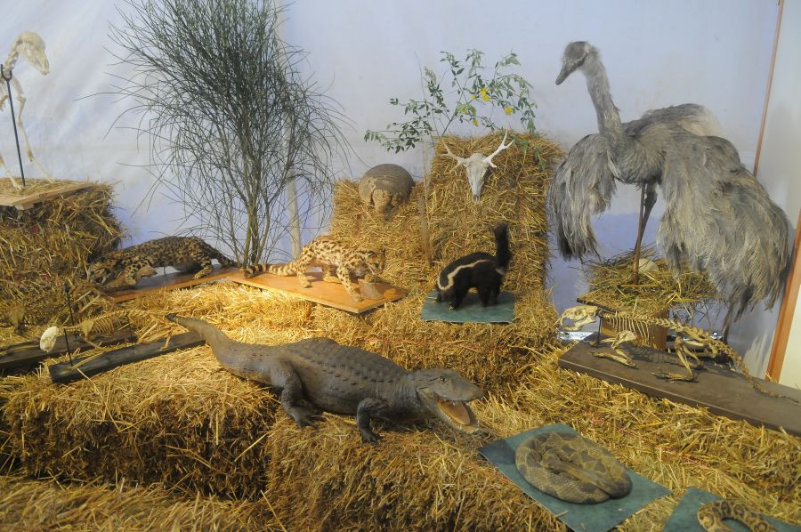 Foto: Ariel Colmegna