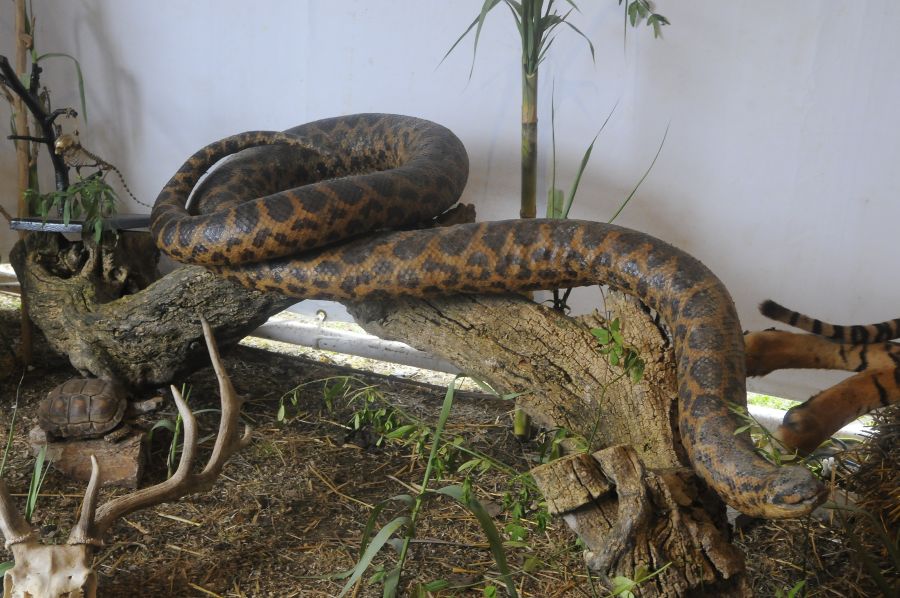 Foto: Ariel Colmegna