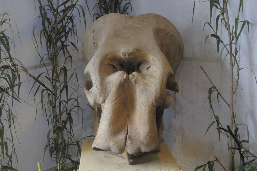 Foto: Ariel Colmegna