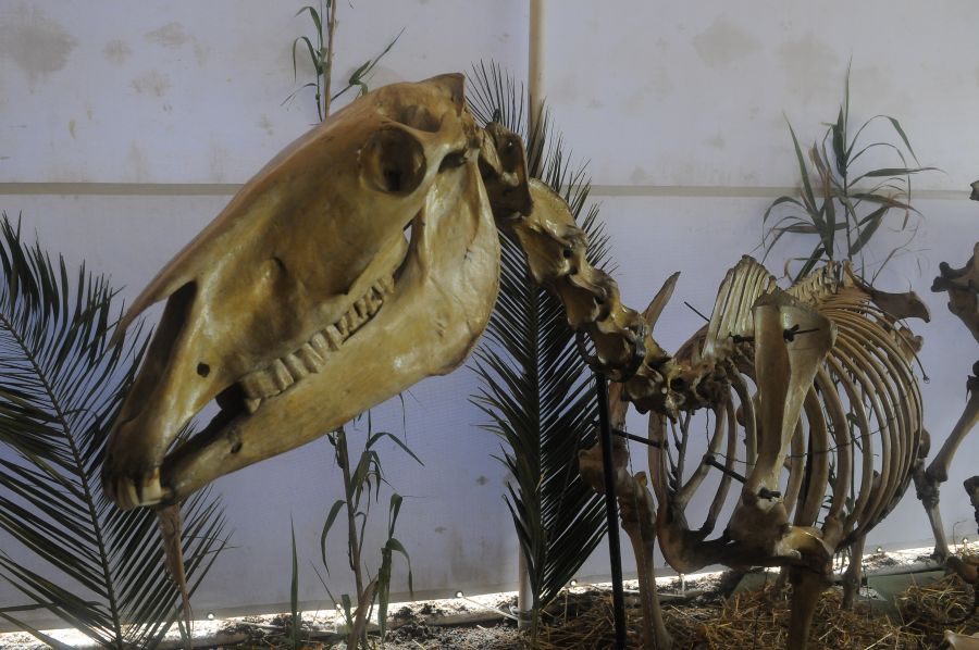 Foto: Ariel Colmegna