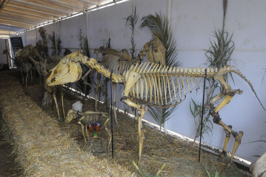 Foto: Ariel Colmegna