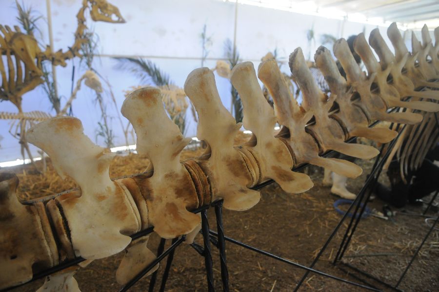 Foto: Ariel Colmegna