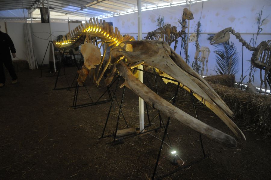 Foto: Ariel Colmegna