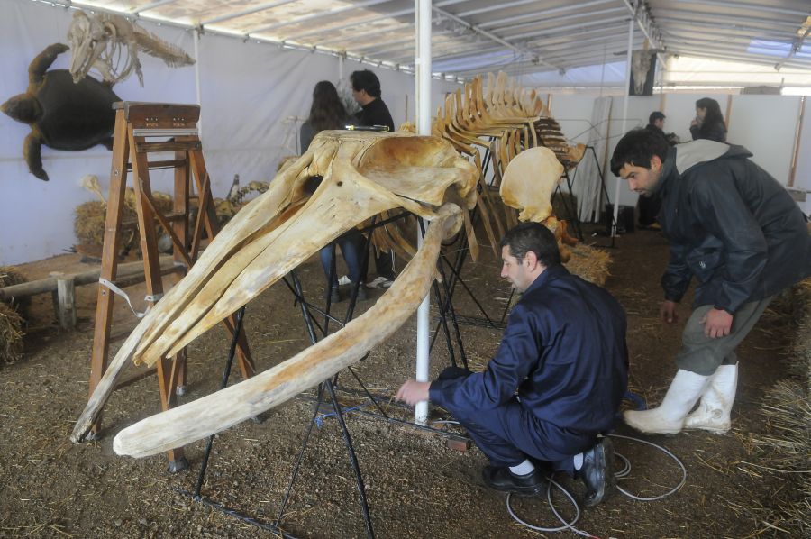 Foto: Ariel Colmegna