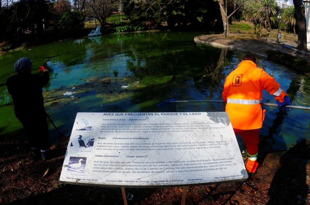 Vacían el lago del Parque Rodó. Foto: Fernándo Ponzetto