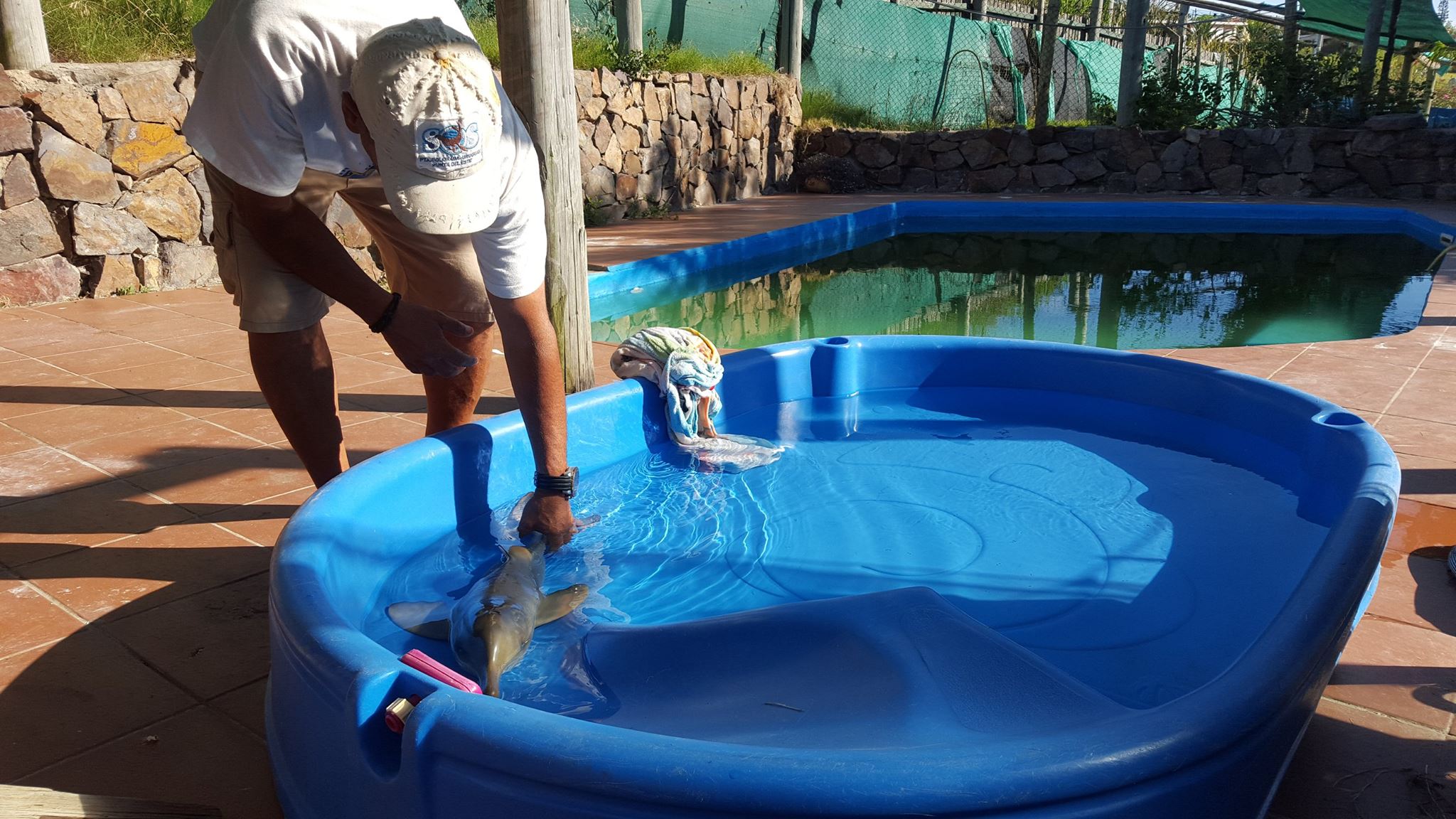 El delfín bebé apareció en la costa de Neptunia. Foto: Facebook: Sos Rescate Fauna Marina