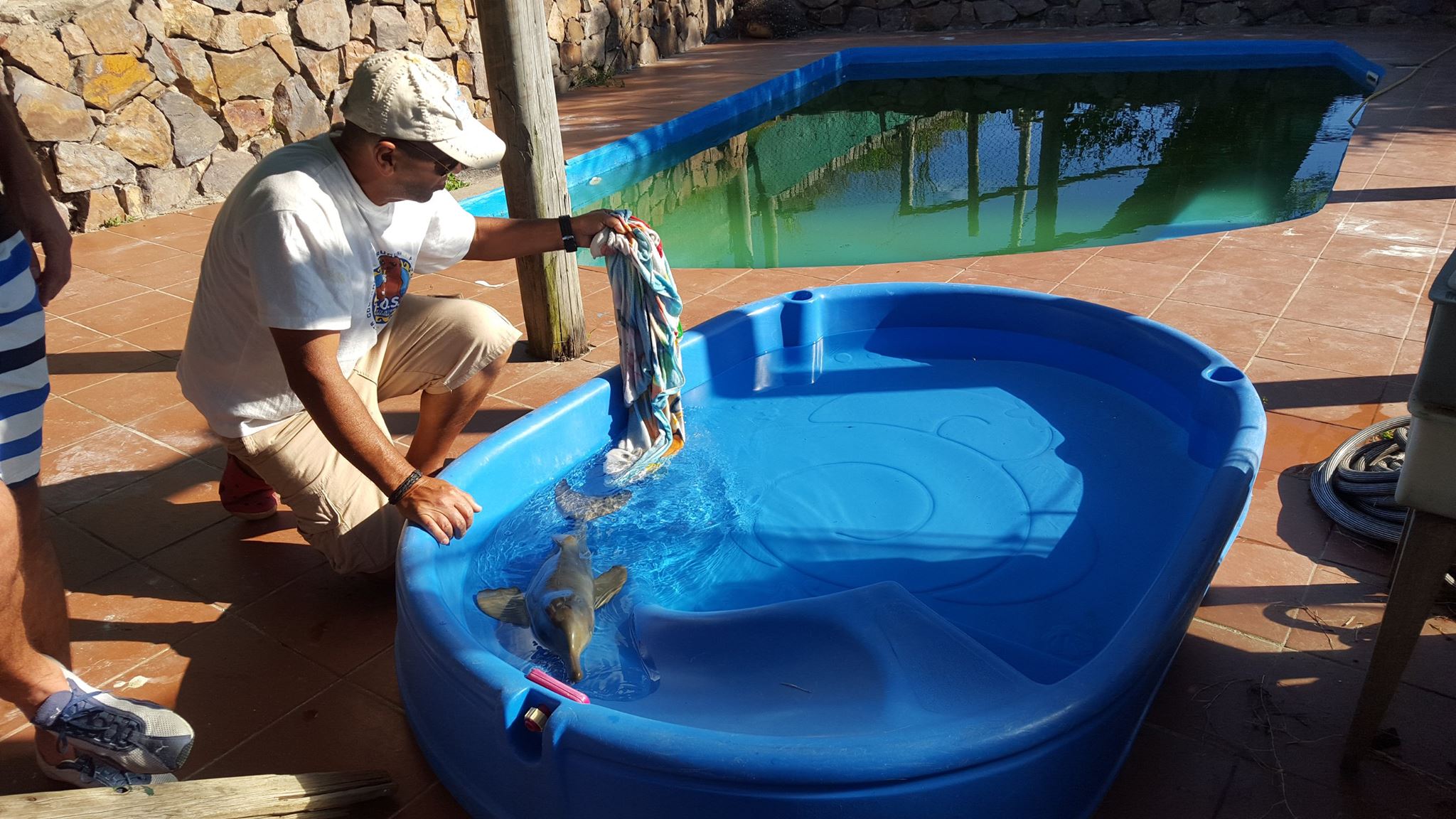 El delfín bebé apareció en la costa de Neptunia. Foto: Facebook: Sos Rescate Fauna Marina