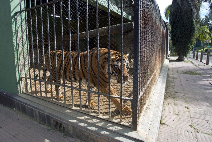 El eterno femenino de una imaginativa pintora