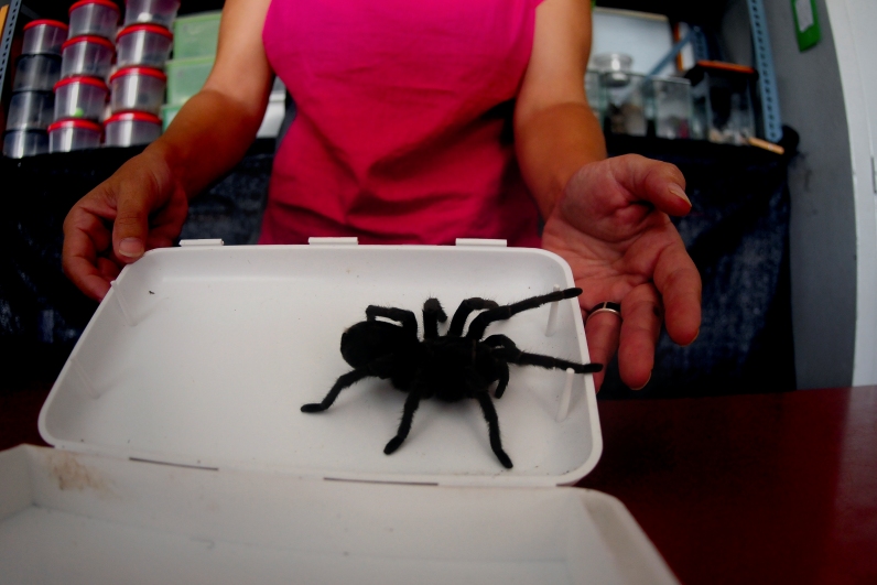 En una pequeña caja de plástico viajaban 10 de estas arañas. Foto: F. Ponzetto.