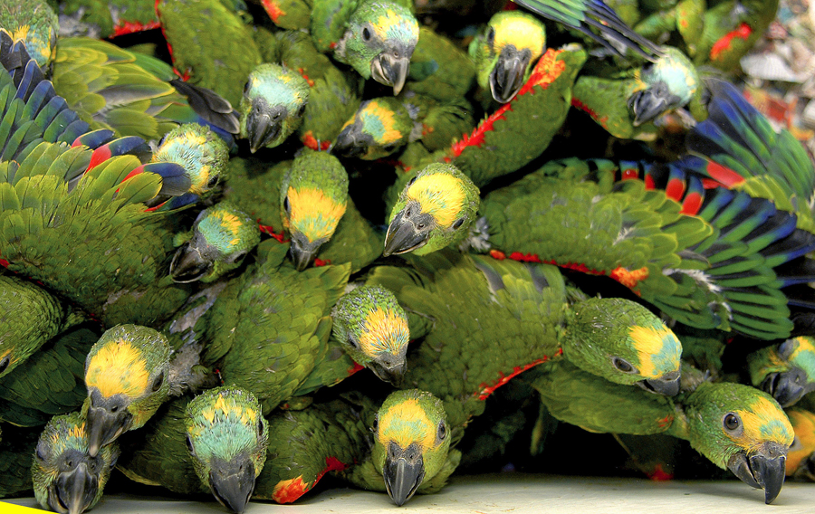 El eterno femenino de una imaginativa pintora