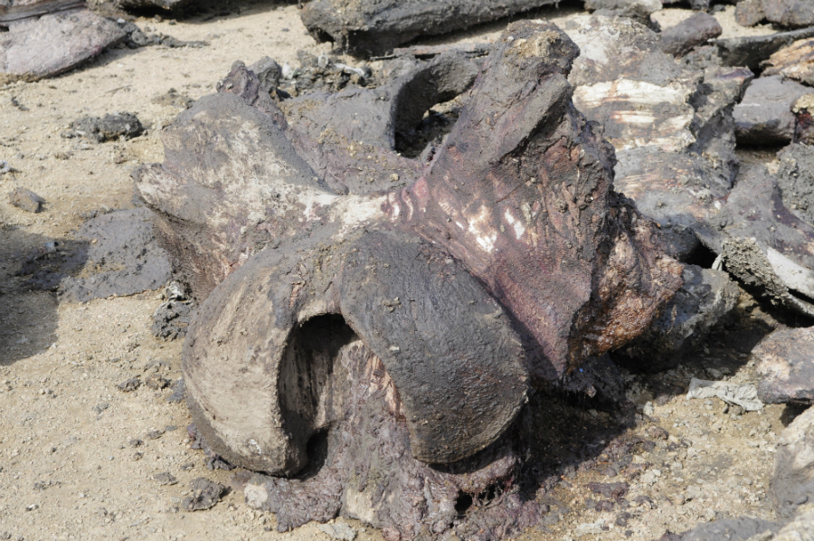 Exhumaron cuerpo de ballena: irá a un museo - EL PAÍS Uruguay