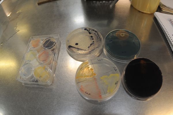 El eterno femenino de una imaginativa pintora