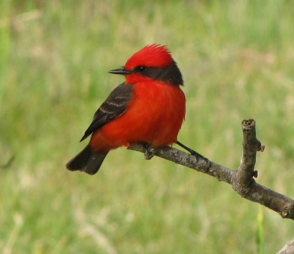 El colorido churrinche (Foto: Gabriel Rocha)