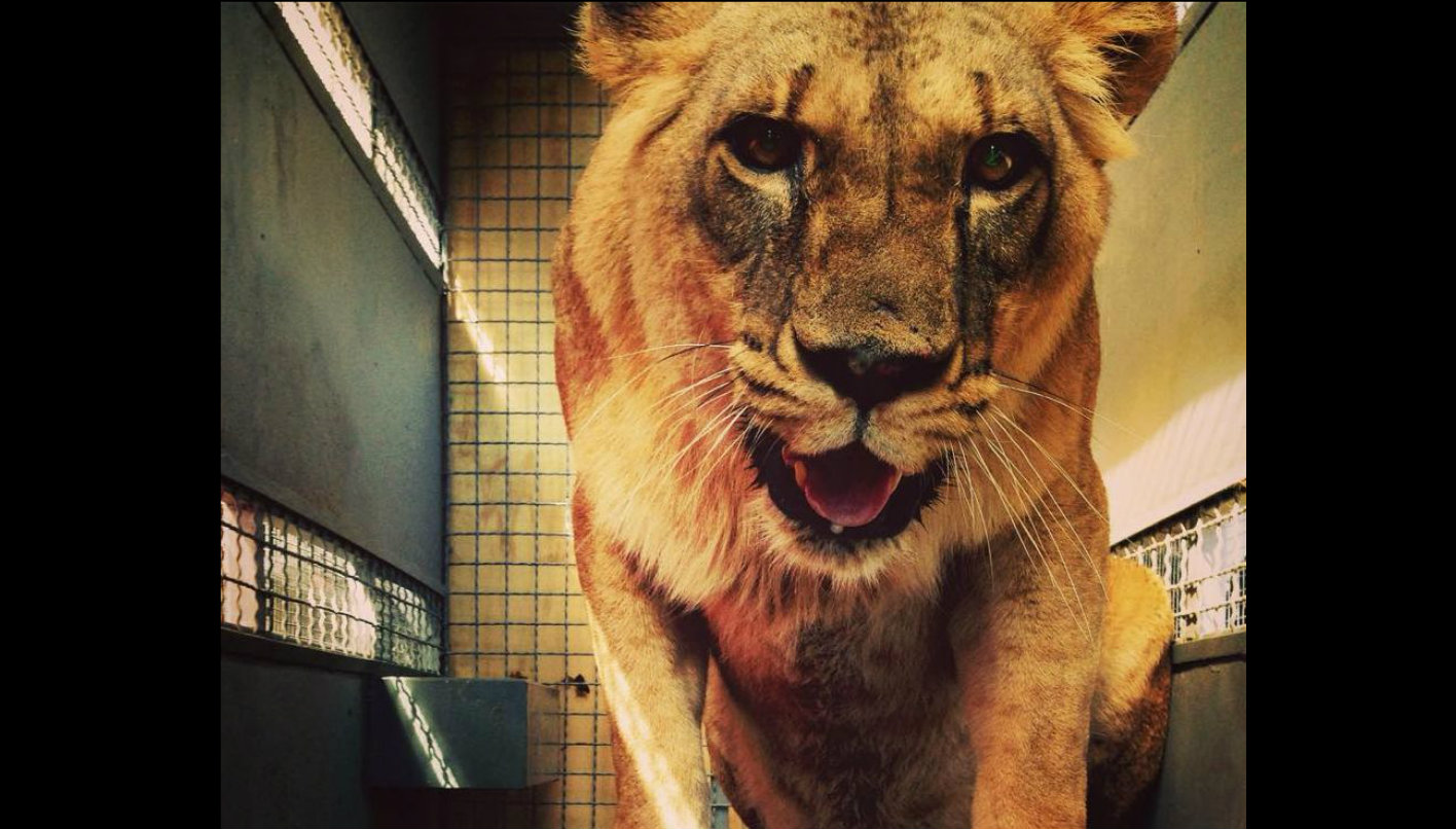 El eterno femenino de una imaginativa pintora