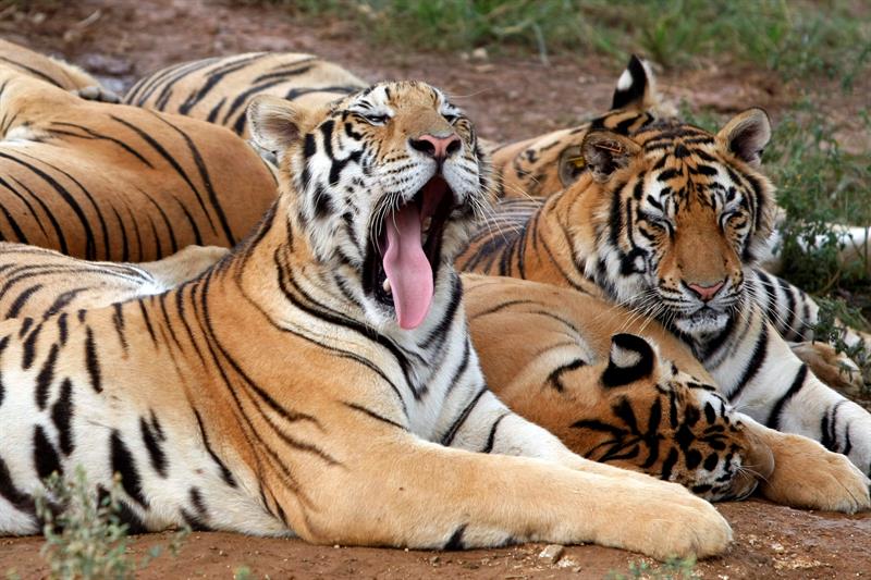 El eterno femenino de una imaginativa pintora