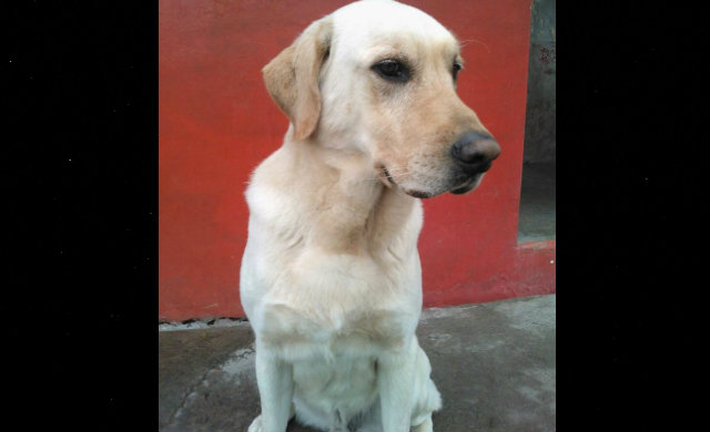 Dayko, perro rescatista de la unidad K9. Foto: Cuerpo de Bomberos Ibarra