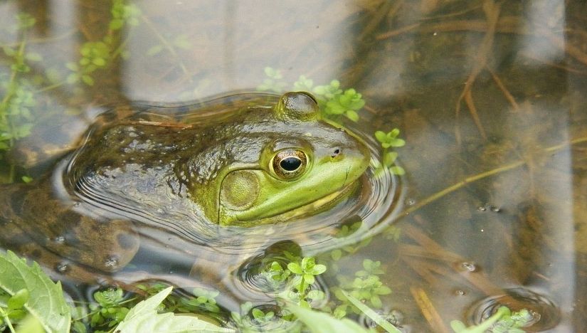 El eterno femenino de una imaginativa pintora