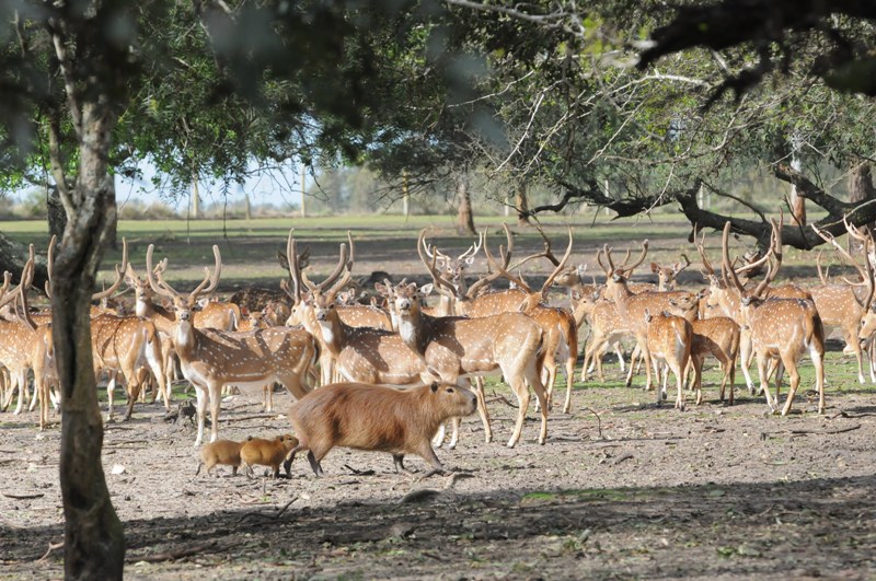El eterno femenino de una imaginativa pintora