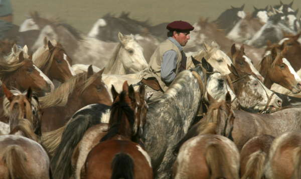 En el campo, el caballo es una herramienta de trabajo para realizar, entre otras tareas, el patrullaje.
