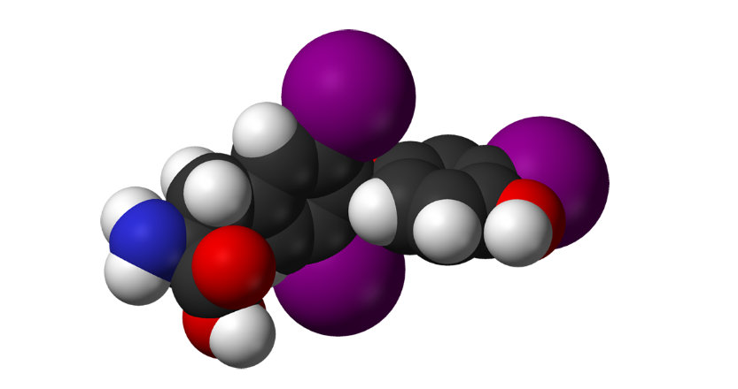 Algunos profesionales indican T4 cuando hay sobrepeso. Foto. Wikipedia