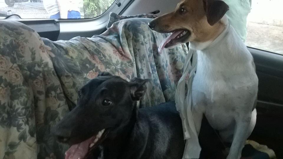 Perros rescatados de la colonia Etchepare. Foto: Upa Santa Lucía